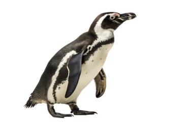 African penguin with distinctive black and white plumage standing upright in classic penguin posture, isolated on a transparent background