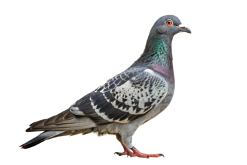 Beautiful rock pigeon with iridescent neck feathers and patterned wing markings standing upright, isolated on a transparent background