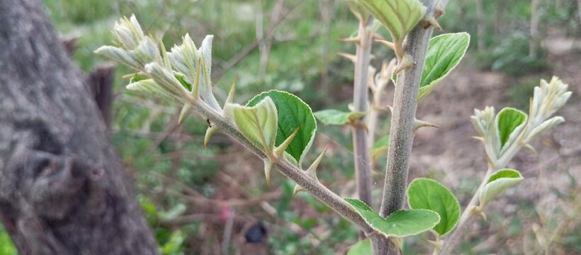 The leaves look dark throne, more alive in the rain