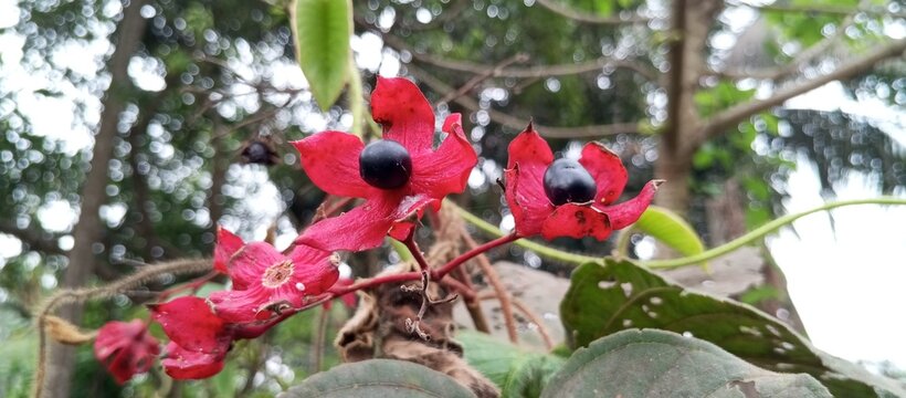 The quiet rustle of a herbal fruit in a tropical tree