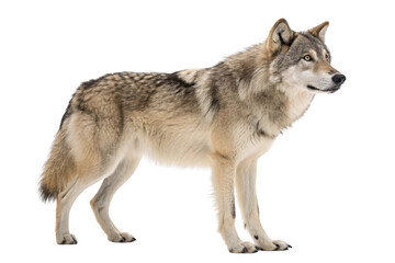 Gray wolf standing alert, wild canine with thick fur and pointed ears in natural stance, isolated on a transparent background
