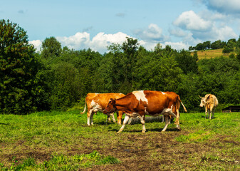 Obraz premium A small herd of cows of different colors grazes on a green pasture under a blue sky with clouds. The rural landscape reflects traditional dairy farming and natural countryside environment.