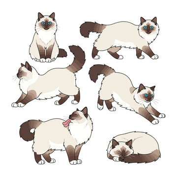 The graceful Birman cats in different poses: A collection of elegant Birman cats showcasing their charm in diverse poses and moments, capturing their unique characteristics and grace.