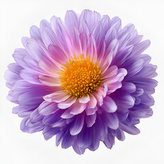 Purple Daisy Flower Close-Up with Yellow Center Isolated on White Background