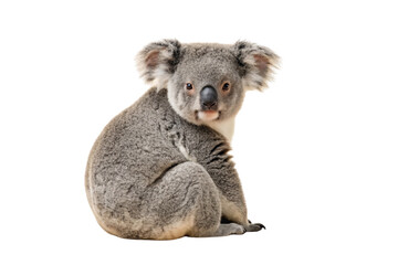 Adult koala in sitting position showing characteristic fluffy gray coat and calm demeanor facing camera, isolated on a transparent background