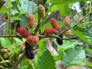 Mulberry fruit is rich in benefits with a sweet and sour taste