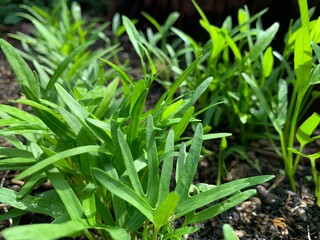 fresh water spinach growing in the garden