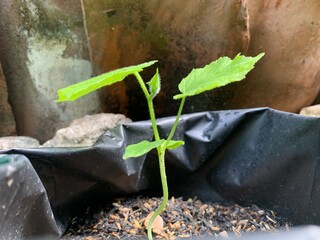 small cucumber plants are growing fresh