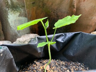 young cucumber plant