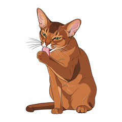 Abyssinian cat grooming: An adorable Abyssinian cat meticulously grooms its fur, showcasing a charming display of feline hygiene and tranquility. © FARHANA