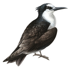 Fototapeta premium Black and White Bird Realistic Detailed Isolated on White Background