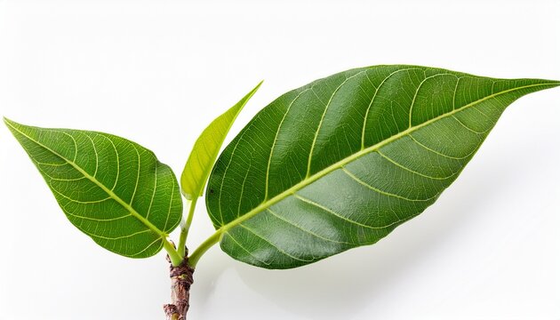 Chameleon Plant Or Plu Kaow Thai Name Branch Green Leaves Isolated On White Background