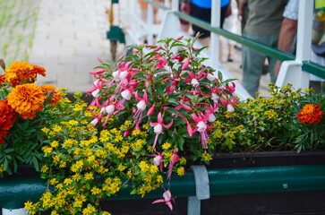 Sanvitalia procumbens fuchsia, marigold. Mixed flowers, flower bed in the sun