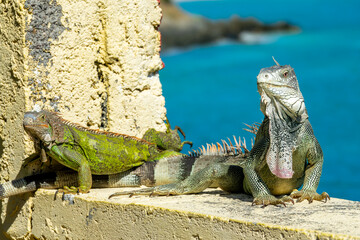 Close up of two Green Iguanas on a wall in Sint Maarten island (Saint Martin), West Indies....