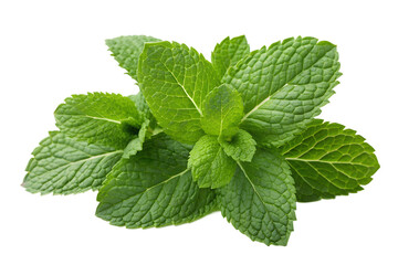 Fresh mint leaves close-up on white background, showcasing vibrant green color and refreshing qualities for culinary use and herbal remedies