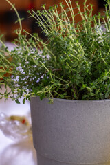 Green herb plant in a textured gray pot, showcasing vibrant leaves and delicate stems, adding a touch of nature to indoor decor and enhancing the ambiance of the space