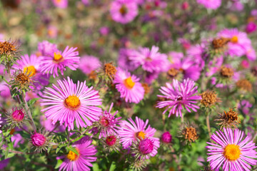 Fototapeta premium Colorful wildflowers bloom in a rural field with ears of grass swaying gently