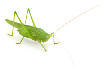 Green locust isolated on white background close up