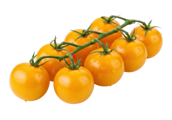 Isolated branch with yellow cherry tomatoes fresh from the farm for an ideal healthy diet