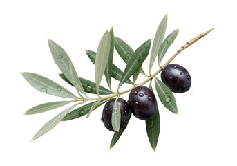 Isolated Olive branch with ripe black olives on a tree branch with green leaves