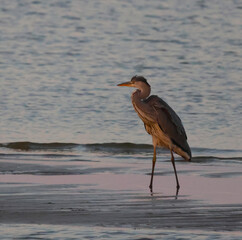 great blue heron ardea cinerea