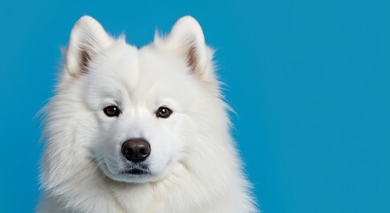 Close-up portrait of a fluffy white Samoyed dog with expressive brown eyes against a vibrant blue background.