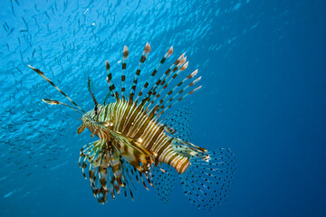 Scorpion fish on the blue water background