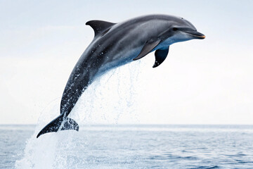 Obraz premium Dolphin jumping gracefully out of ocean water with water droplets sparkling, blue sea background, white cloudy sky, marine mammal breaching