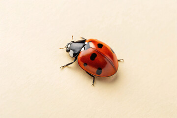 Red ladybug with black spots crawls on cream surface, antennae extended, legs visible, classic beetle shape and coloring.