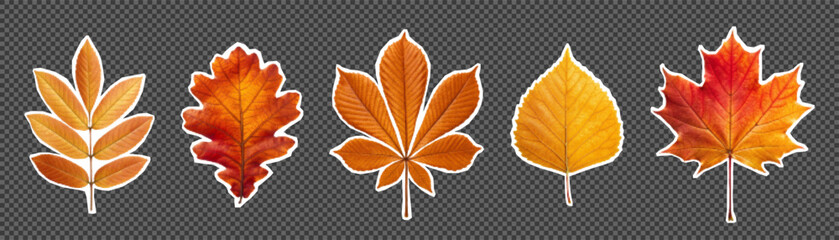 Colorful halftone set of autumn leaves on transparent background. Perfect for mixed media graphics, scrapbooking, seasonal branding, fall posters, and digital collages.