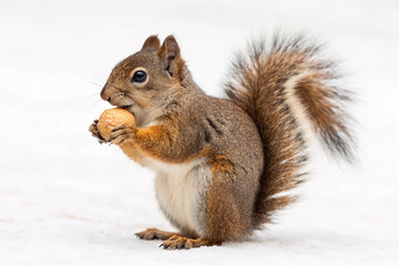 Gray squirrel sits upright holding peanut in front paws, bushy tail curved behind, displaying natural feeding behavior against white background.
