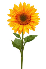 Obraz premium Vibrant Yellow Sunflower Blossom on Green Stem with Transparent Background