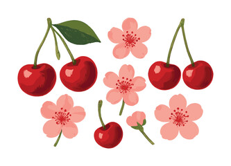 Vibrant cherries and delicate cherry blossoms arrangement