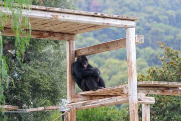 Chimpanzee Sitting on Wooden Structure in Zoo Habitat. Zoo Safari in Fasano, Italy, Puglia