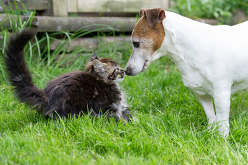 Fototapeta premium Jack Russell Terrier und Maine Coon Kätzchen im Garten