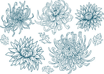 Set of Chrysanthemum Flowers Line Art with Detailed Petals 