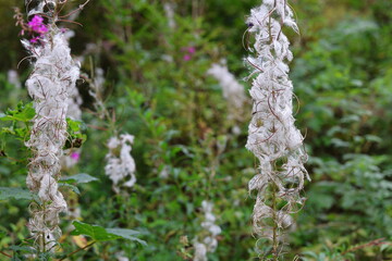 Schmalbl&auml;ttrige Weidenr&ouml;schen (Epilobium angustifolium) / Nachtkerzengew&auml;chse (Onagraceae) im Wald