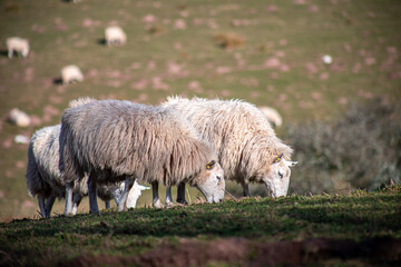 sheep grazing on green pasture in countryside 