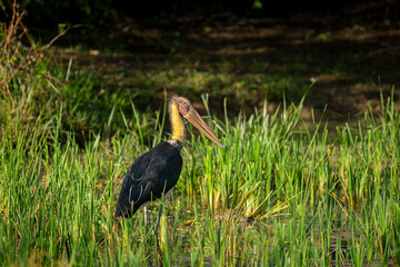 A Lesser Adjutant Stork, a large wading bird with a bare head and yellowish neck, stands amidst lush green aquatic plants in a shallow wetland.