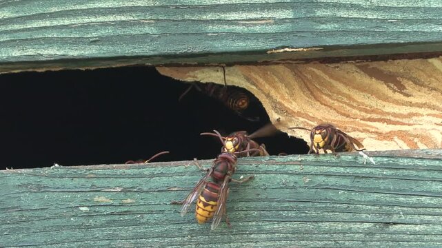 hornet , calabrone, Vespa crabro