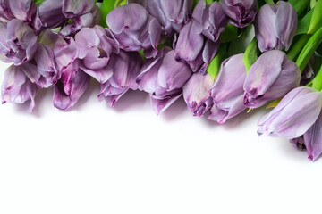 Beautiful purple tulips in full bloom, arranged elegantly on a pure white background. Floral frame...