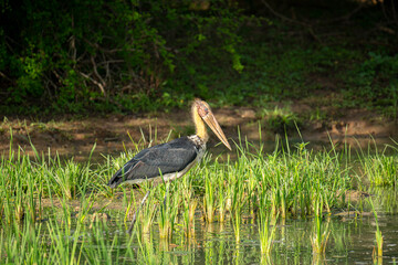 A Lesser Adjutant Stork, a large wading bird with a bare head and yellowish neck, stands amidst lush green aquatic plants in a shallow wetland.