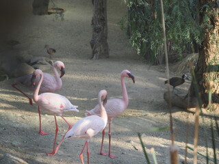 El flamenco es un ave de patas largas y cuello alargado, de plumaje rosa, que se alimenta filtrando agua para capturar pequeños crustáceos y algas.