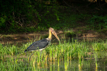 A Lesser Adjutant Stork, a large wading bird with a bare head and yellowish neck, stands amidst lush green aquatic plants in a shallow wetland.