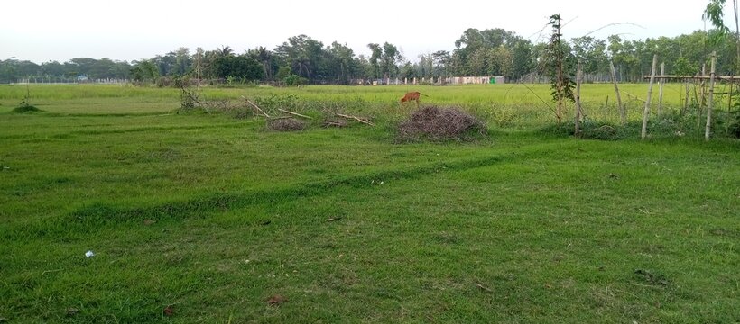 The vibrant green of the new rainy season growth