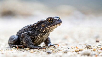 Obraz premium Close-up of a dark amphibian with bumpy skin sitting on light-colored pebbles