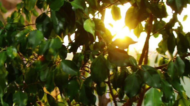 The rays of the predawn sun, timidly making their way through the foliage of a houseplant.