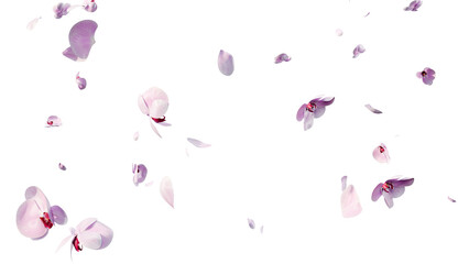 Pink orchid flowers and petals overlay 3d render © S_Designs