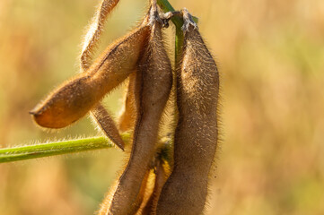 Golden Texture: Macro of Hairy Soybean Pods at Their Optimal Ripeness.