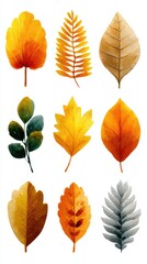 Obraz premium Colorful autumn leaves in various shapes and sizes on a white background showcasing seasonal beauty and nature